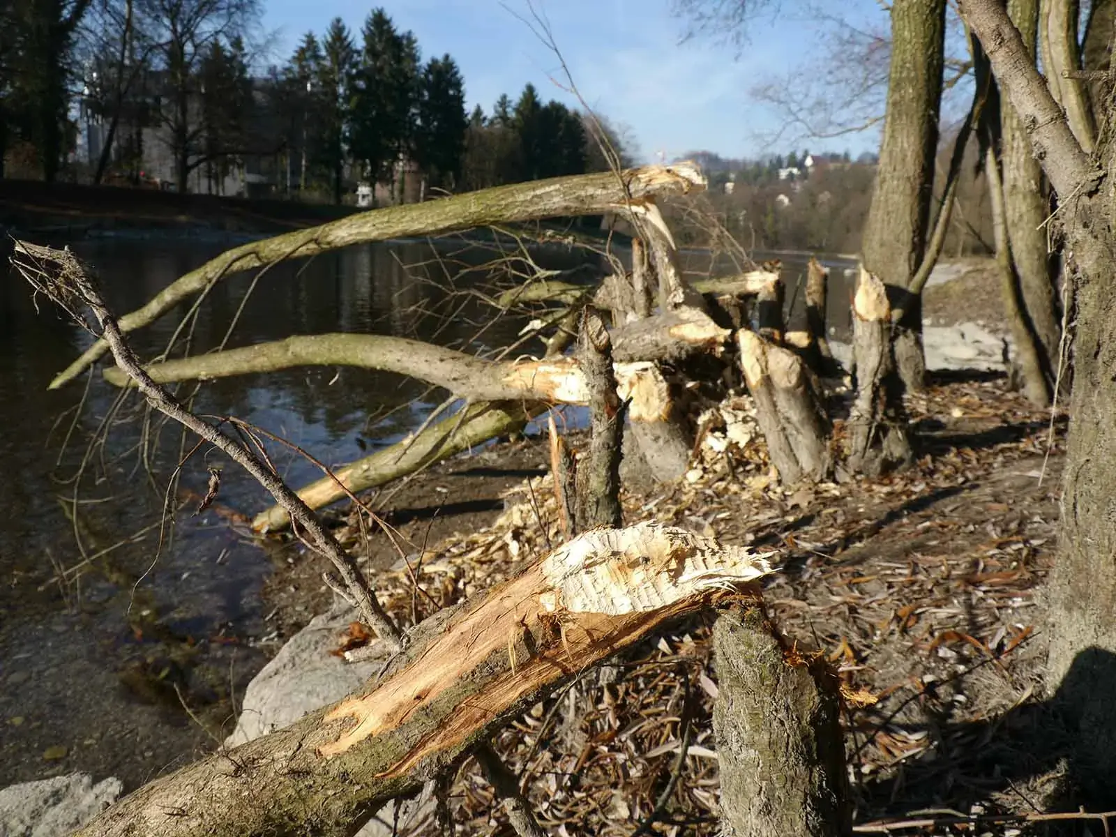 Die Biber sind auf der Werdinsel