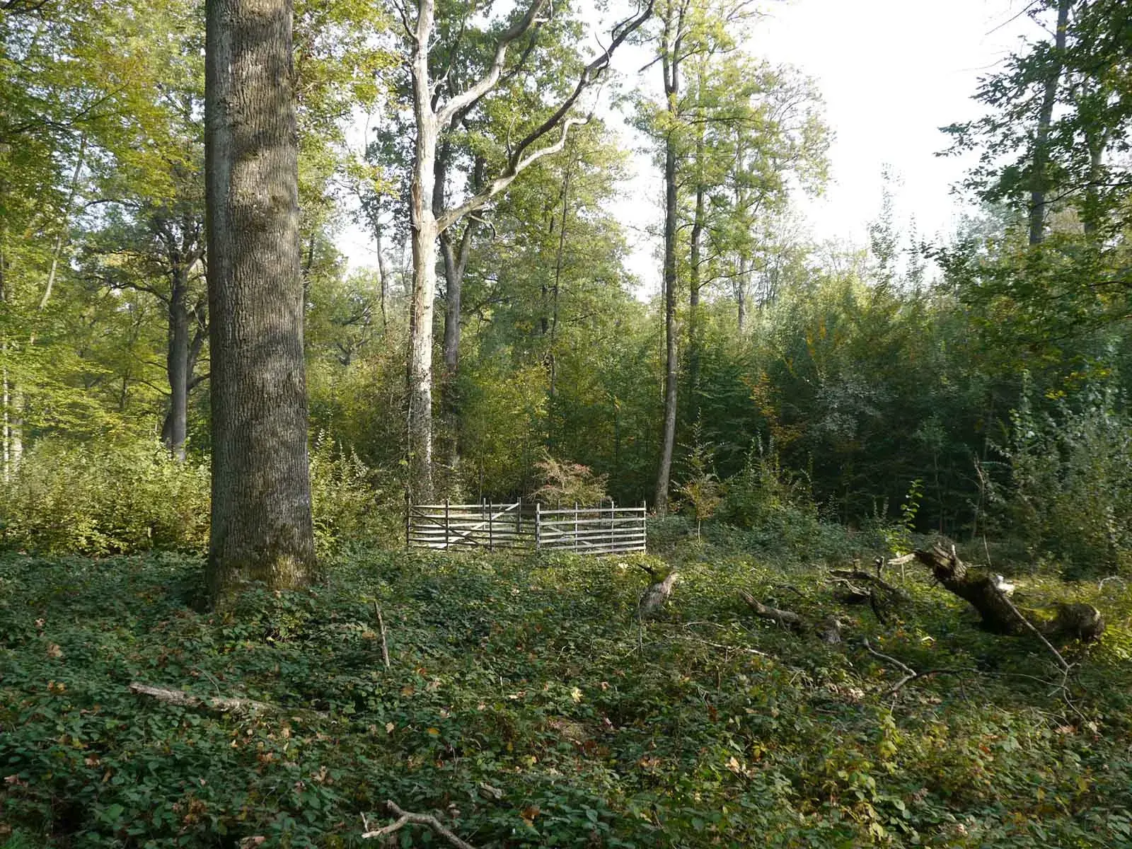 Vom Urwald zur Anbauschlacht