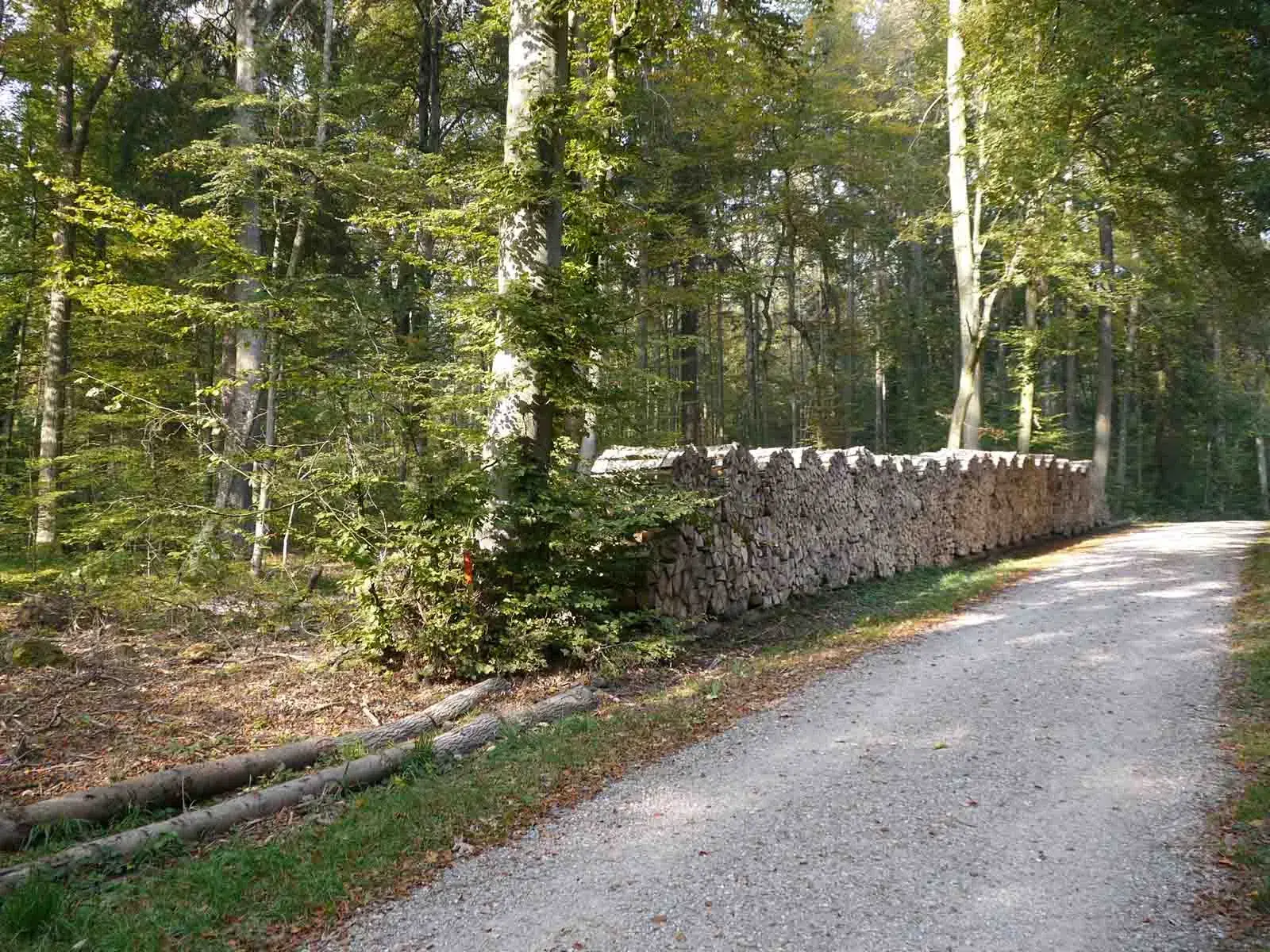 Wem gehört der Wald?