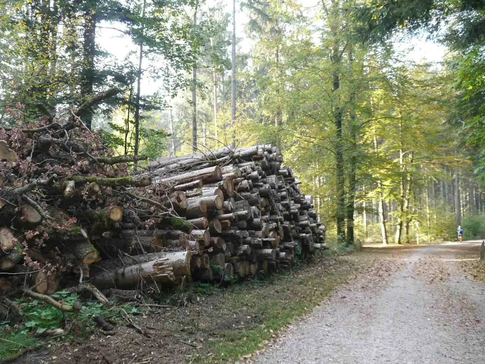 Der Wald – keine rechtsfreie Zone