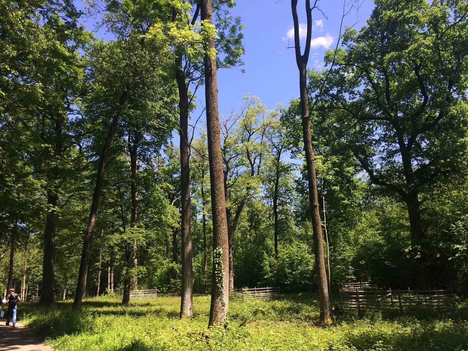 Die ETH im Wald