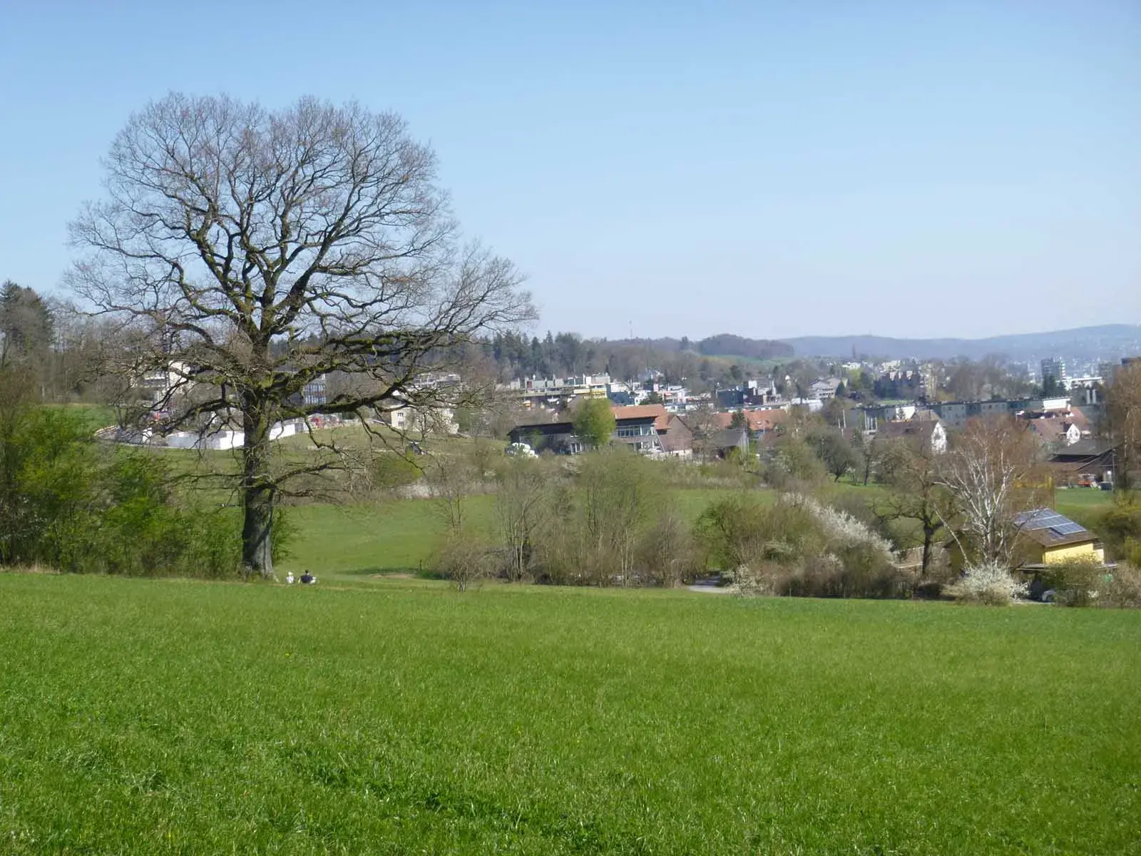 War in Höngg ein Hundehasser unterwegs?