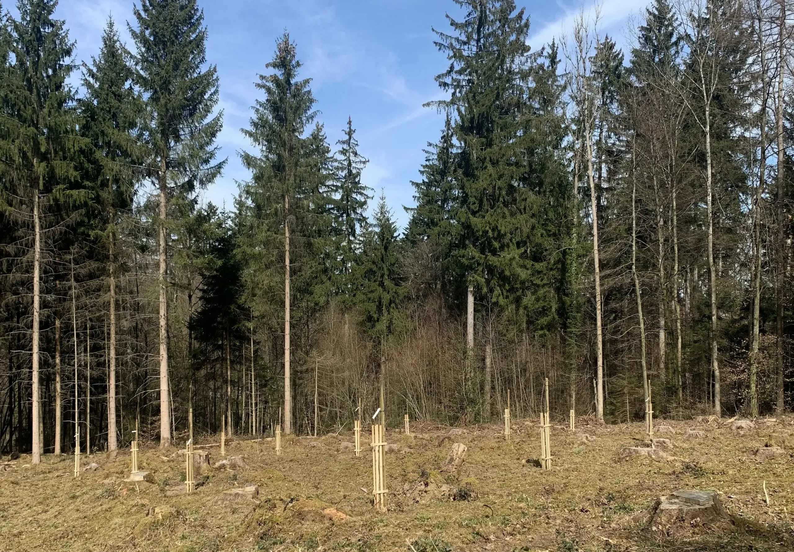 Edelkastanien aus Höngg