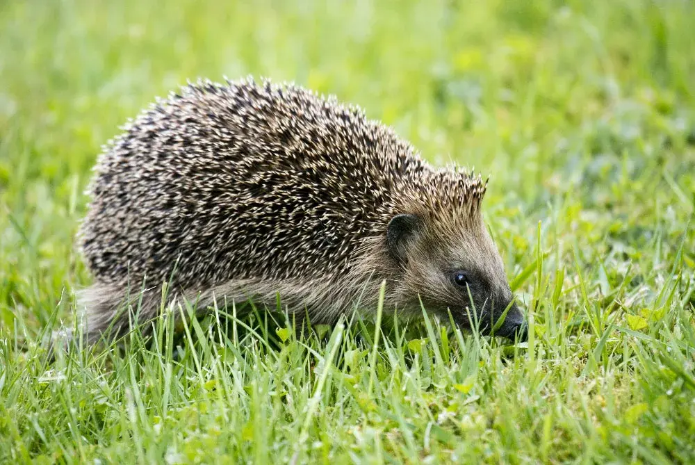 Warum Igel nun Hilfe benötigen