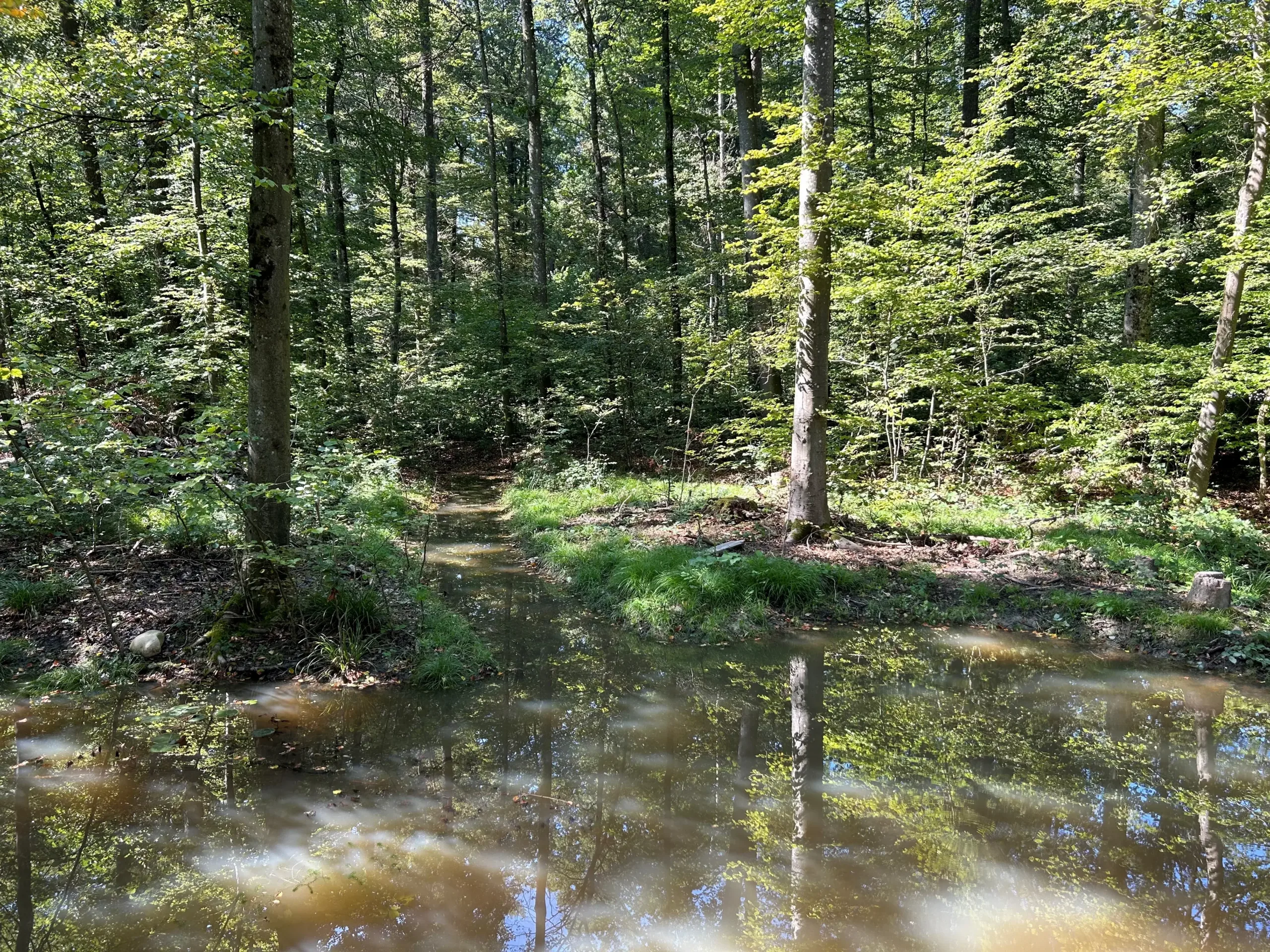 Neuer Weiher im Höngger Wald geplant