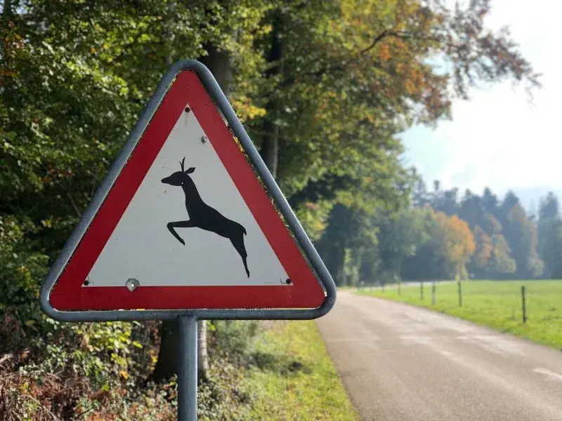 Zeitumstellung: Vorsicht Wild!