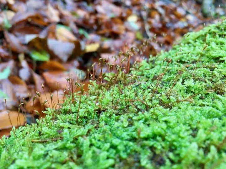 Moosvielfalt: Ein Naturspaziergang mit dem Natur- und Vogelschutzverein Höngg