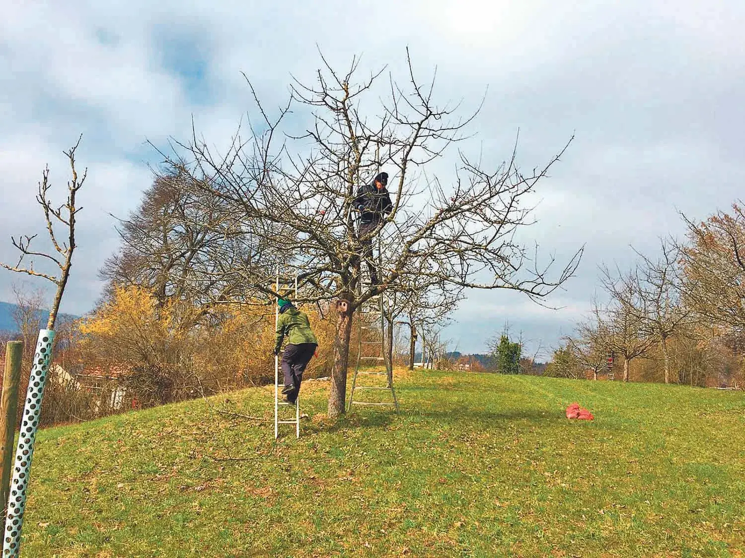 Natur- und Vogelschutzverein Höngg: Anpacken im Frühling