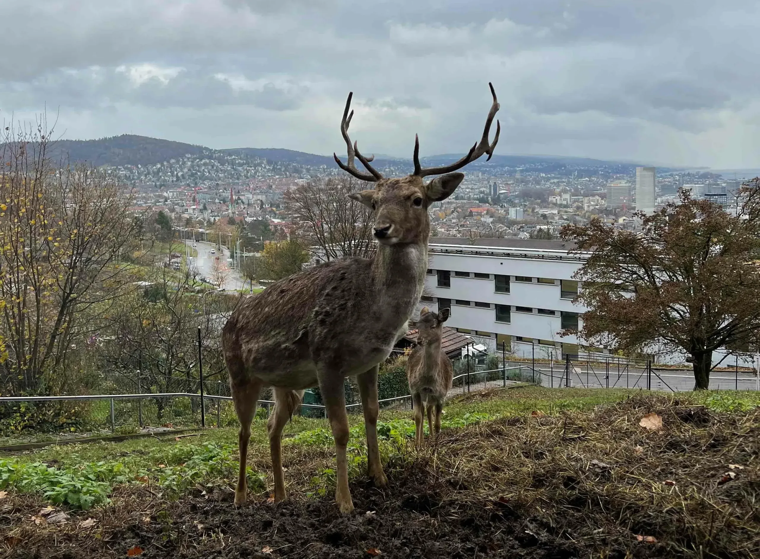 Der Tierpark Waidberg steht vor der Fusion