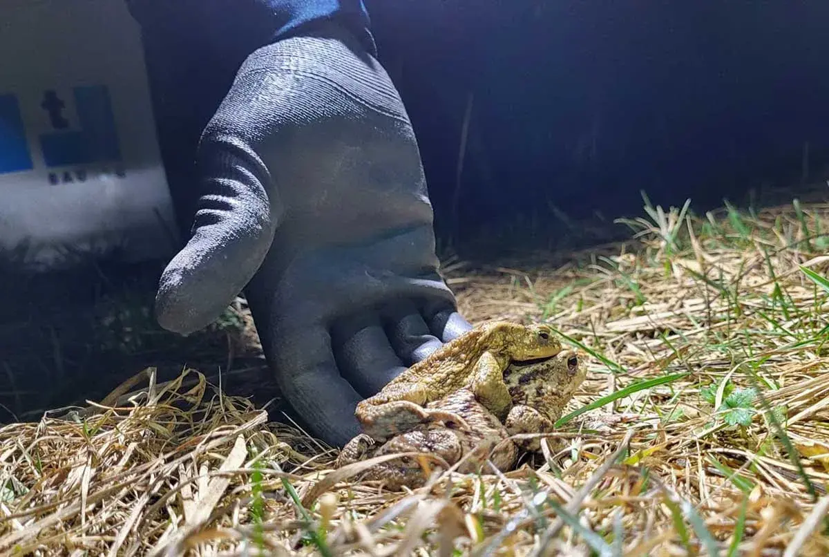 Wenn Frösche wandern, ist Vorsicht geboten