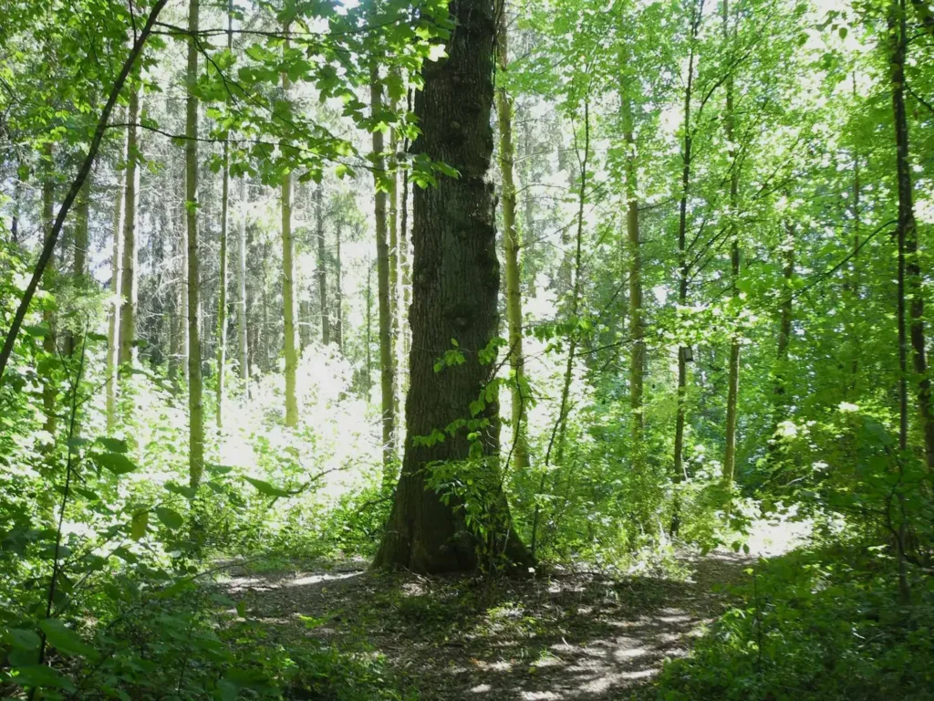 Wie sollen sich die Zürcher Friedhöfe entwickeln?